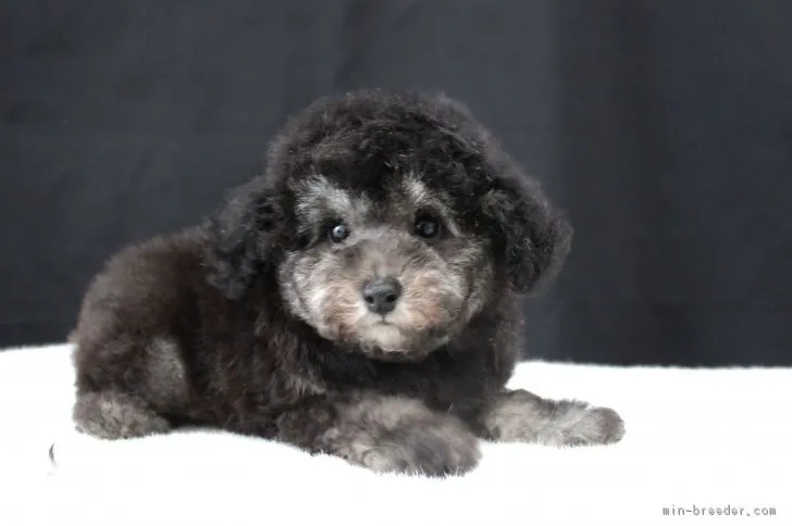 ID:1804-00786の子犬