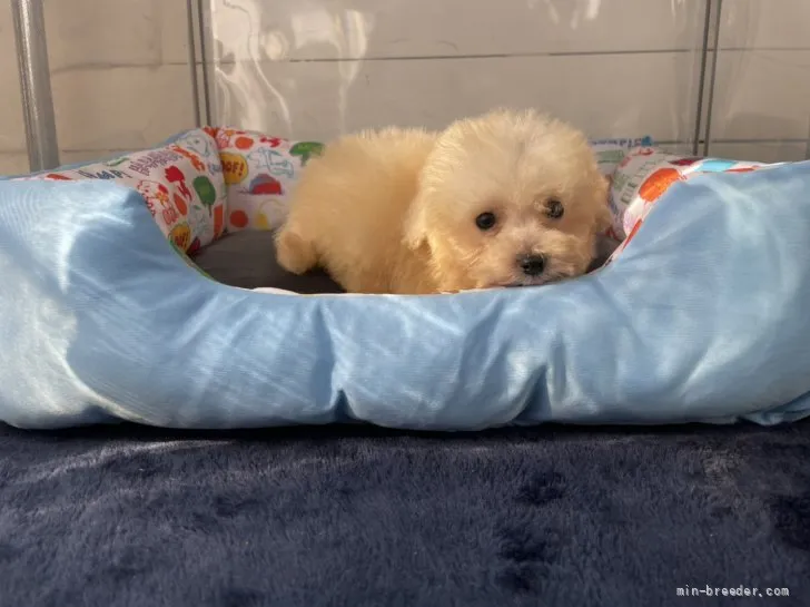 ID：2111-03616の子犬