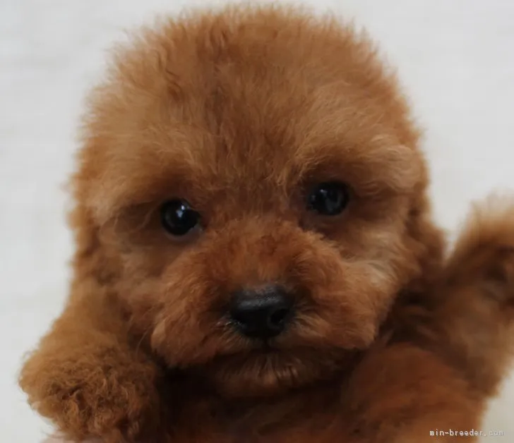 ID：1704-01574の子犬