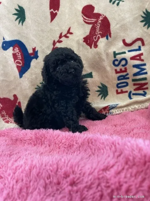 ID：2205-00924の子犬