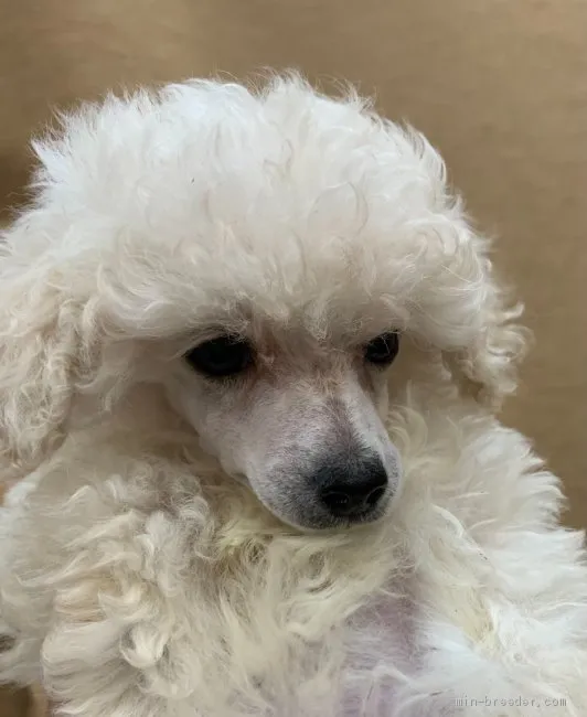 ID：2104-02679の子犬