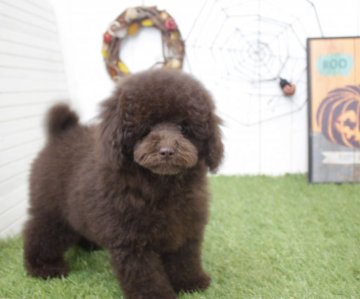 トイプードル(トイ)【東京都・男の子・2018年7月23日・ブラウン】の写真「とても性格のいい男の子」