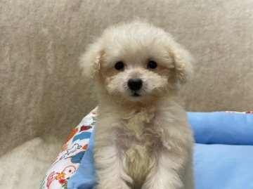 トイプードル(タイニー)【東京都・男の子・2021年8月17日・ホワイト】の写真「ホワイトの男の子です」