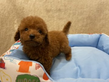 トイプードル(タイニー)【東京都・女の子・2021年9月3日・レッド】の写真「レッドの女の子です」