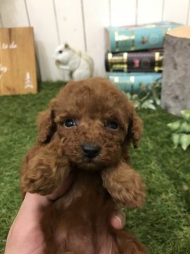 トイプードル(ティーカップ)【東京都・女の子・2019年2月3日・レッド】の写真「極小女の子」