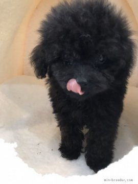 トイプードル(タイニー)【東京都・男の子・2020年6月1日・ブラック】の写真「アメリカチャンピオン直子」