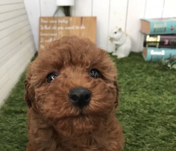 トイプードル(タイニー)【東京都・女の子・2019年1月13日・レッド】の写真「おっとりとした女の子」