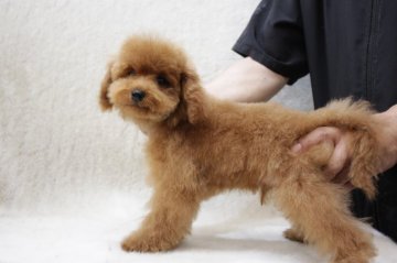 トイプードル(タイニー)【東京都・男の子・2020年3月24日・レッド】の写真「色素もバッチリの男の子」