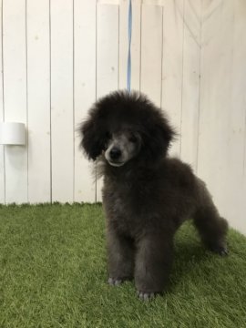 トイプードル(トイ)【東京都・男の子・2018年9月30日・シルバー】の写真「ショータイプの男の子です」