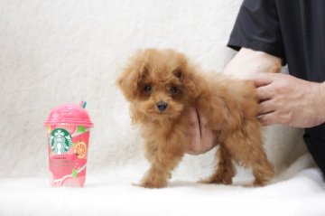 トイプードル(ティーカップ)【東京都・女の子・2020年5月16日・レッド】の写真「DM、PRA、vWD1全てクリアです」