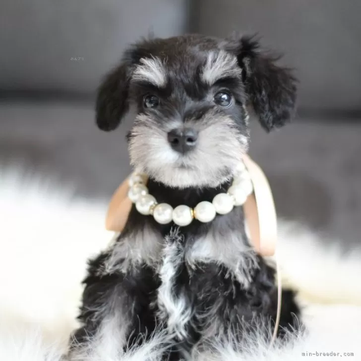 ID:2503-03725の子犬