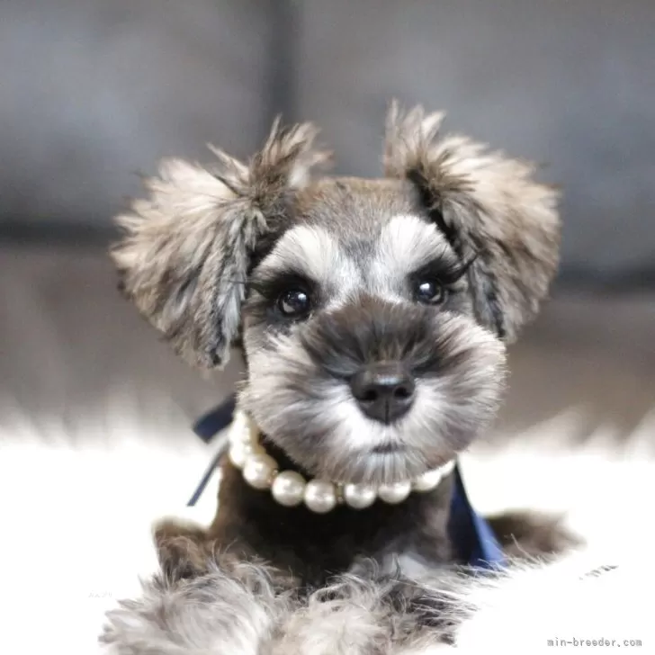 ID:2503-02145の子犬