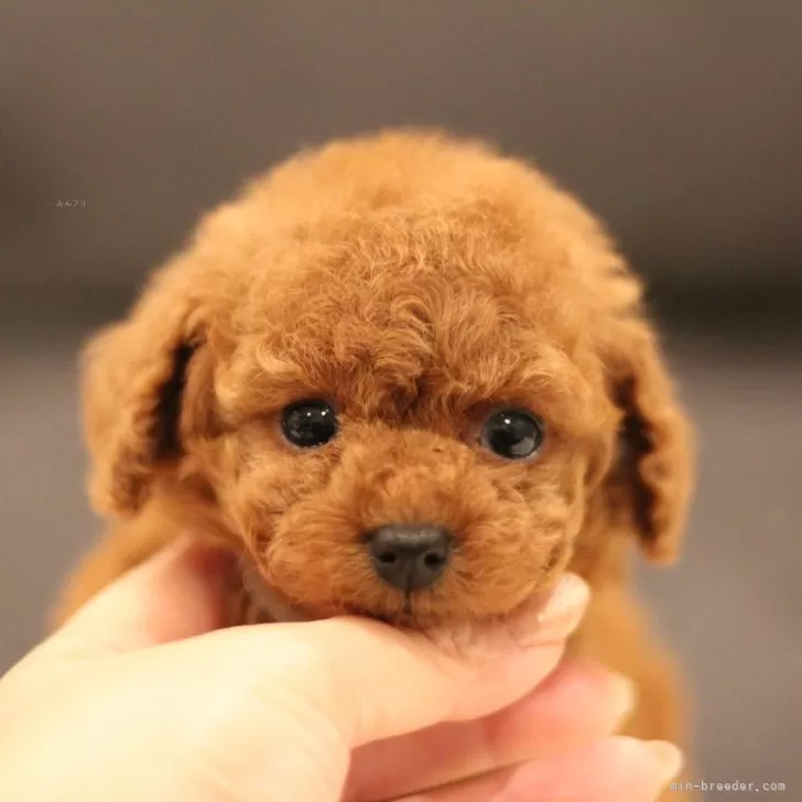 ID:2503-05320の子犬