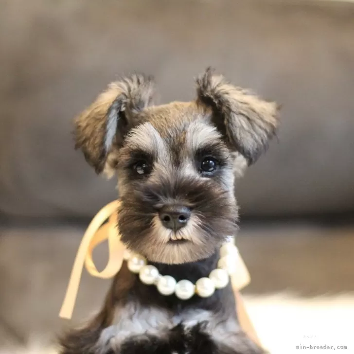 ミニチュアシュナウザー【千葉県・女の子・2025年9月2日・ソルト&amp;ペッパー】の写真1「女の子らしい優しいお顔🩷」