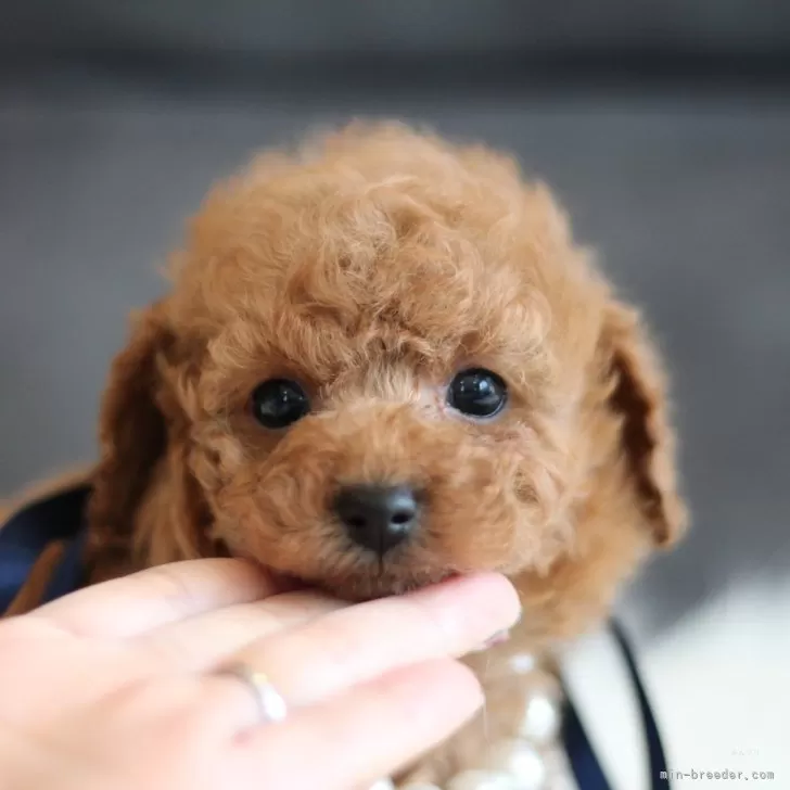 ID：2412-04571の子犬
