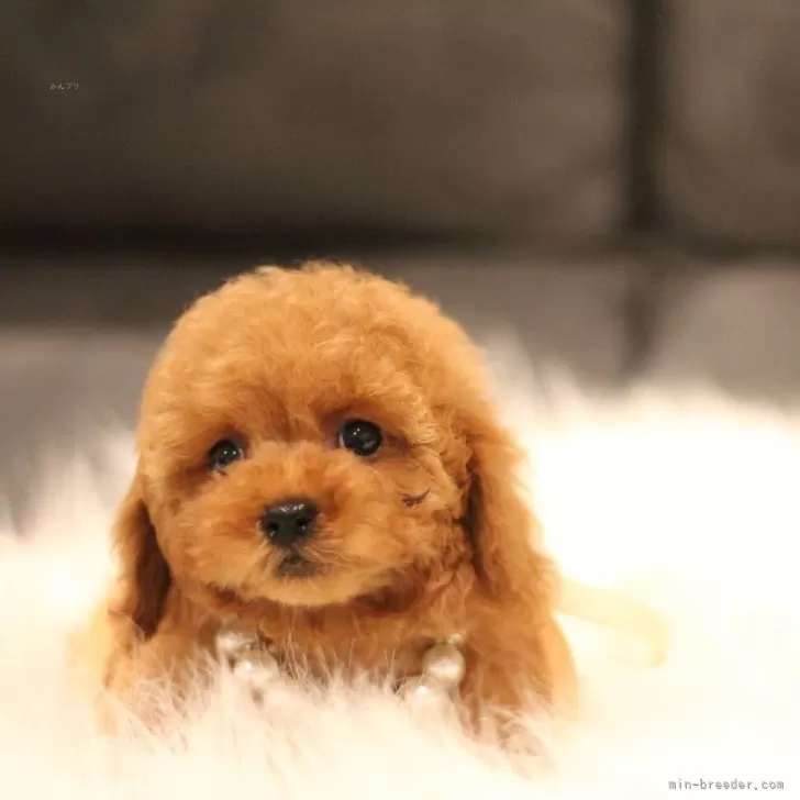 ID:2503-06921の子犬