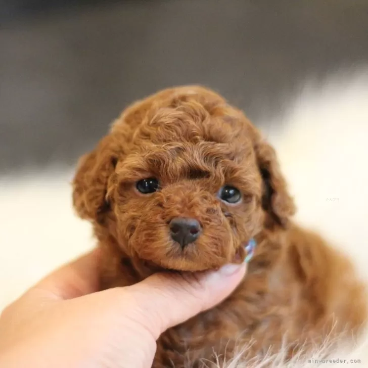 ID：2505-01142の子犬