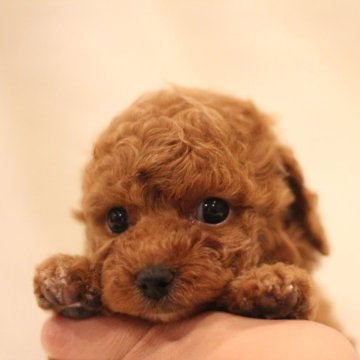 タイニープードル【千葉県・男の子・2025年8月5日・レッド】の写真「お目目が大きい❤️のんびりとした子☺️」