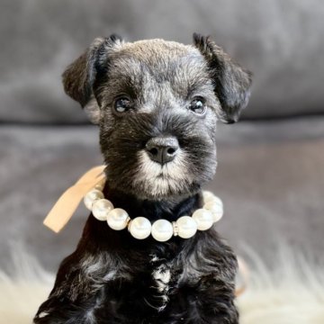 ミニチュアシュナウザー【千葉県・女の子・2025年11月11日・ソルト&ペッパー】の写真「穏やかな優しい子🥰癒し系のお顔だち🥰」