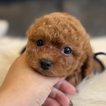 トイプードル(タイニー)【千葉県・男の子・2025年8月5日・レッド】の写真「お目目が大きい❤️のんびりとした子☺️」