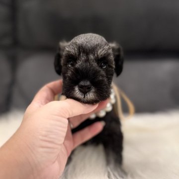 ミニチュアシュナウザー【千葉県・女の子・2025年11月11日・ソルト&ペッパー】の写真「キラキラうるうるの大きな瞳🥰」