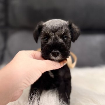 ミニチュアシュナウザー【千葉県・女の子・2025年11月11日・ソルト&ペッパー】の写真「キラキラうるうるの目❤️抜群の可愛さ🥰」