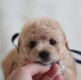 タイニープードル