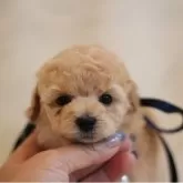 タイニープードル