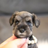 ミニチュアシュナウザー