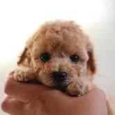 タイニープードル