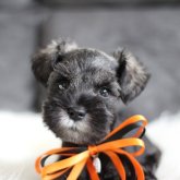 ミニチュアシュナウザー