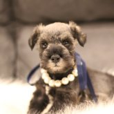 ミニチュアシュナウザー