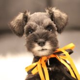 ミニチュアシュナウザー