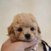 タイニープードル
