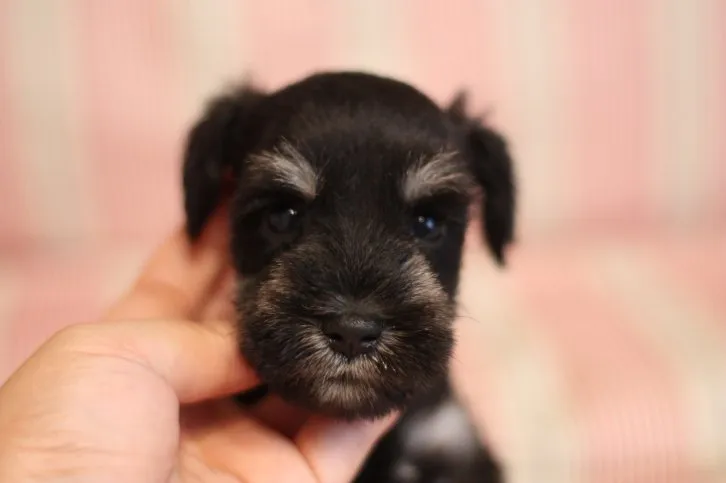 ID:1608-00176の子犬