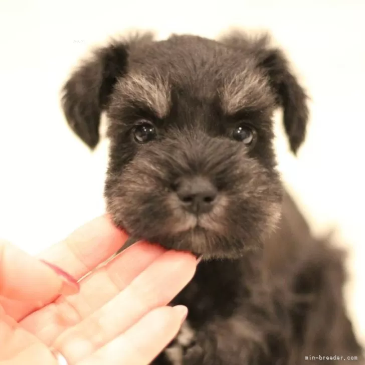 ID：2403-01129の子犬