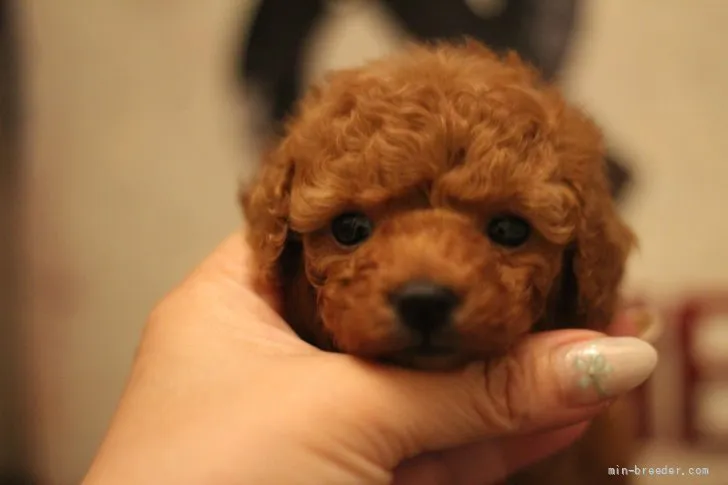 ID:2204-03590の子犬