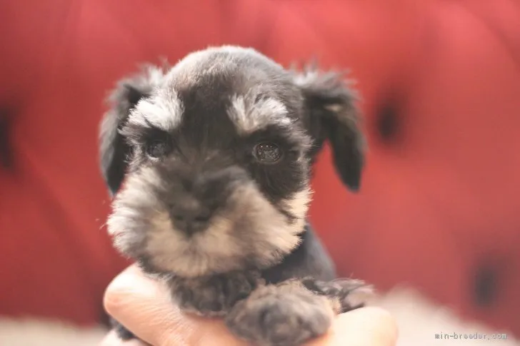 ID：2012-00342の子犬