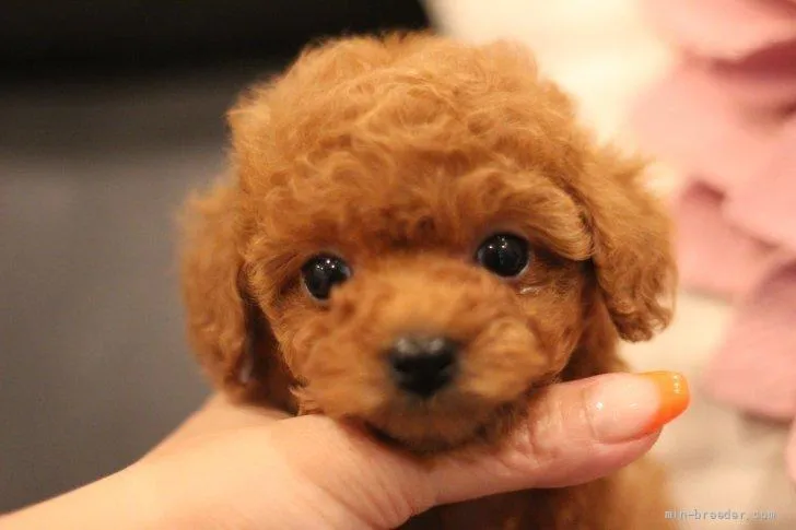 ID：2205-04209の子犬