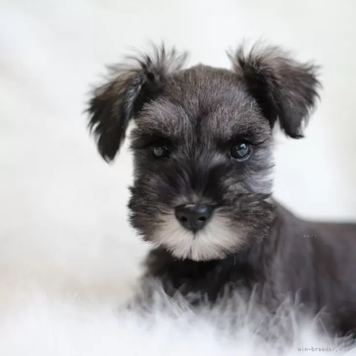 ID：2402-03006の子犬