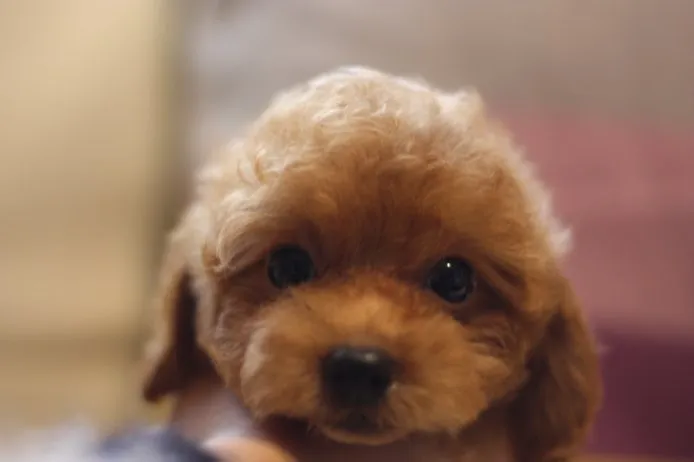 くまもん 様のお迎えした子犬