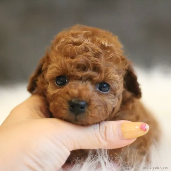 ID：2406-05138の子犬