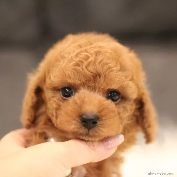 ID：2409-00064の子犬