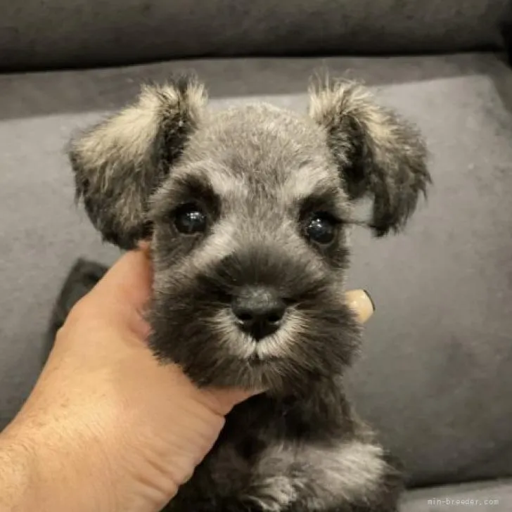 ID：2206-02673の子犬