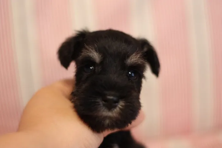 ID：1608-00177の子犬