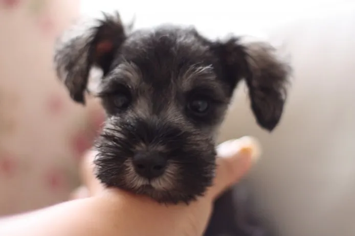 ID:1307-00053の子犬