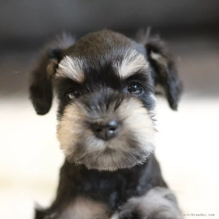 ID:2407-01945の子犬