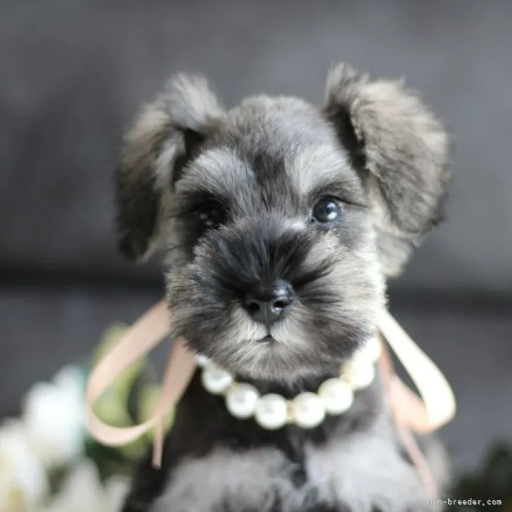 ID:2307-05288の子犬