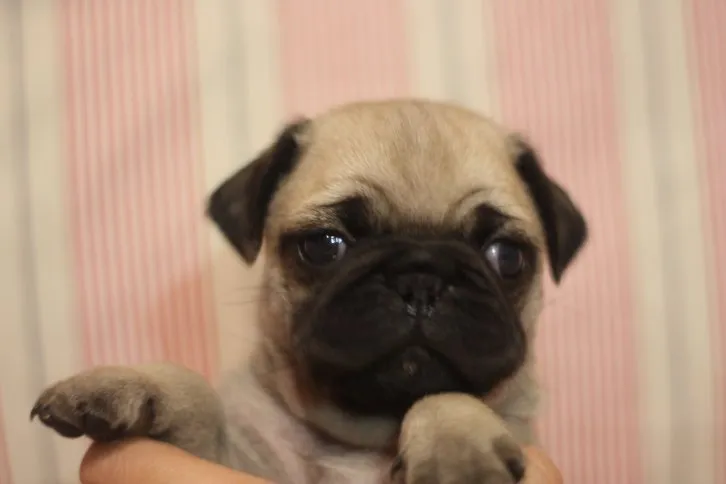 とめさん 様のお迎えした子犬