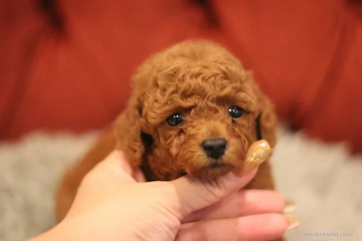 ID：2109-00117の子犬